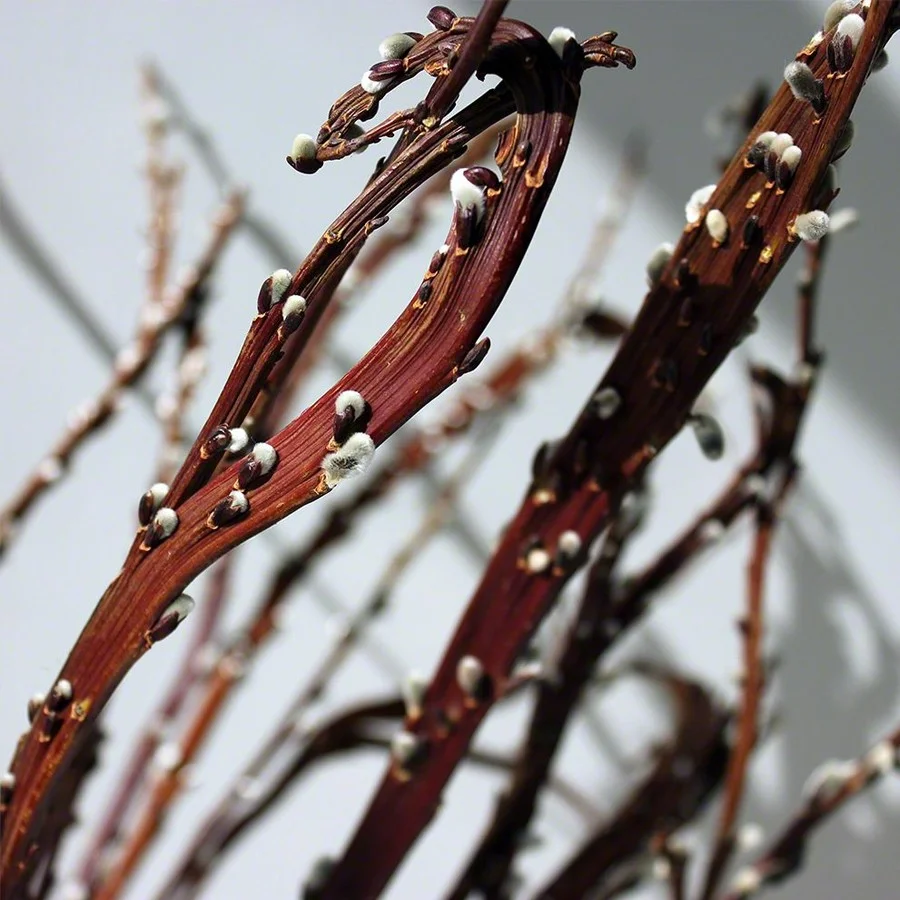 Ива удская Sekka Ива удская Sekka