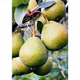 Груша плодовая Космическая