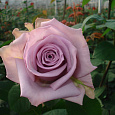 Роза Чайно-гибридная Avant-garde Роза Чайно-гибридная Avant-garde