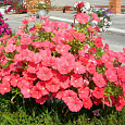 Петуния ампельная Опера Корал