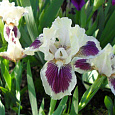 Ирис карликовый Блек Черри Дилайт Ирис карликовый Блек Черри Дилайт