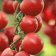 Томат Сладкая встреча
