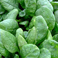 Шпинат Жирнолистный Шпинат Жирнолистный