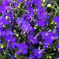 Лобелия прямостоячая Ривьера Марин Блю