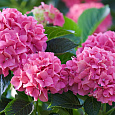 Гортензия крупнолистовая Гамбург Гортензия крупнолистовая Гамбург