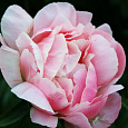 Пион молочноцветковый Germaine Bigot Пион молочноцветковый Germaine Bigot