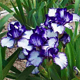 Ирис германский Rare  Edition