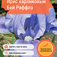 Ирис карликовый Бей Раффлз