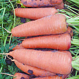 Морковь Каскад F1 Морковь Каскад F1