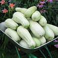 Кабачок Обыкновенный F1 Белогор