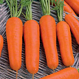 Морковь  Марлинка Морковь  Марлинка