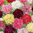 Гвоздика Садовая Shabo Fantasymix
