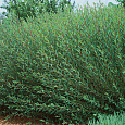 Ива пурпурная Маяк Ива пурпурная Маяк