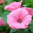 Лаватера Розовая магия
