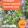 Розмарин лекарственный Корсикан Блю