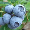Голубика высокорослая Блюголд