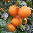 Цитрус Апельсин (Аранция)