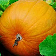 Тыква крупноплодная Марсельеза Тыква крупноплодная Марсельеза