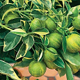 Цитрус Лимон Вариегата
