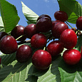 Черешня Ленинградская черная