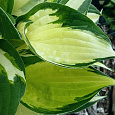 Хоста гибридная Morning Light