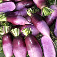 Дайкон  Пурпурный самурай