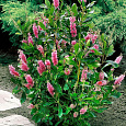 Клетра ольхолистная Pink Spire