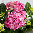 Гортензия крупнолистовая Эрли Пинк