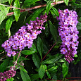 Буддлея (Осенняя сирень) Давида Free Petite Dark Pink