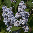 Сирень обыкновенная Небо Москвы на штамбе