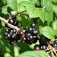 Смородина черная Дачница Смородина черная Дачница