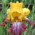 Ирис бородатый Карамба