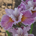 Ирис сибирский Фэнси ми Зис Ирис сибирский Фэнси ми Зис