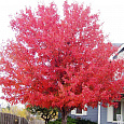 Клен красный Red Sunset