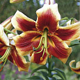 Лилия ОТ-гибрид Дебби