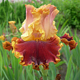 Ирис бородатый Тайгер Баттер