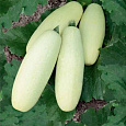 Кабачок Белоплодные