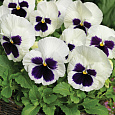 Виола крупноцветковая Инспайер Делюкс Вайт Блотч