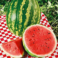 Арбуз  Землянин Арбуз  Землянин