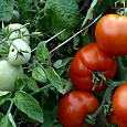 Томат Сибирский скороспелый