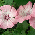 Лаватера Красотка розовая