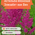 Астильба японская Элизабет ван Вин