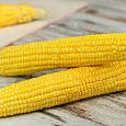 Кукуруза Золотой батам Кукуруза Золотой батам
