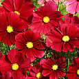 Космея Солнечная красная