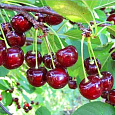 Вишня  Мценская Вишня  Мценская