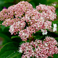 Гортензия древовидная Pink Percussion